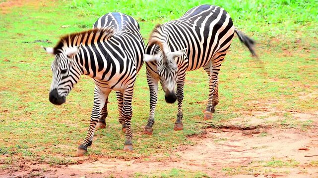 African zebras grazing on savanna, wild zebra pair in natural habitat, black and white striped animals on green grass