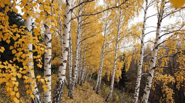 Wind-touched golden birch leaves frame a quiet woodland corridor, where slender white trunks recede through warm autumn light and create layered depth across calm, immersive seasonal forest scenery