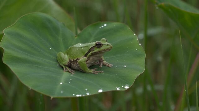 Green tree frog resting on wet leaf covered in water droplets