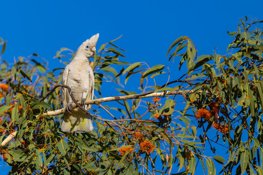 Wild and excited Little Corella (Cacatua sanguinea) on a branch around Derby, Kimberley Region, Western Australia