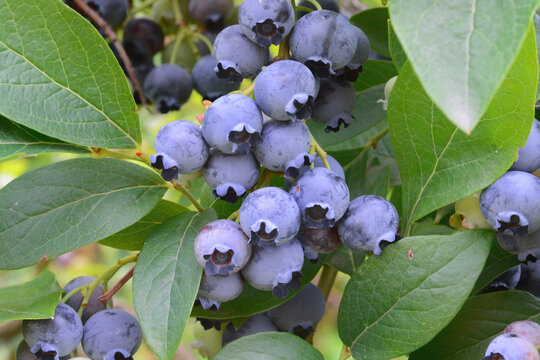 Close-up of highbush blueberry bush, Vaccinium corymbosum, commonly known as American blueberry with visible ripe, blue fruits covered with a waxy coating and green leaves.