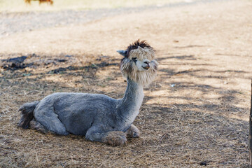 Fototapeta premium Cute Grey Alpaca Resting on Farm Ground