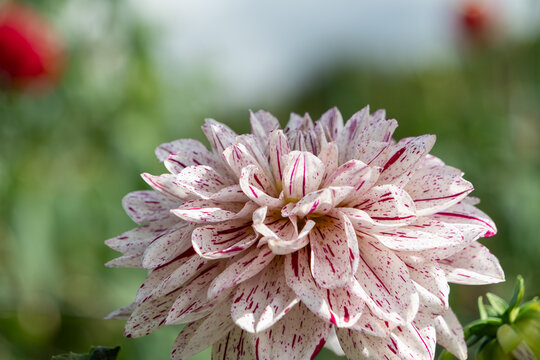 Close up of blooming white and red variegated dahlia flower in autumn botanical garden with blurred green background and copy space