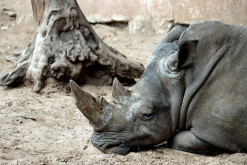 rhino © schoefolt