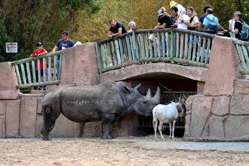 rhino © schoefolt