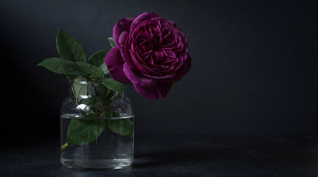 A single deep purple rose with green leaves sits in a clear glass vase filled with water, against a dark, moody background. It is a delicate still life subject. 