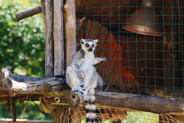 Ring Tailed Lemur Sitting in Wooden Shelter © Maria
