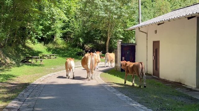 Cows walking and mooing anxiously