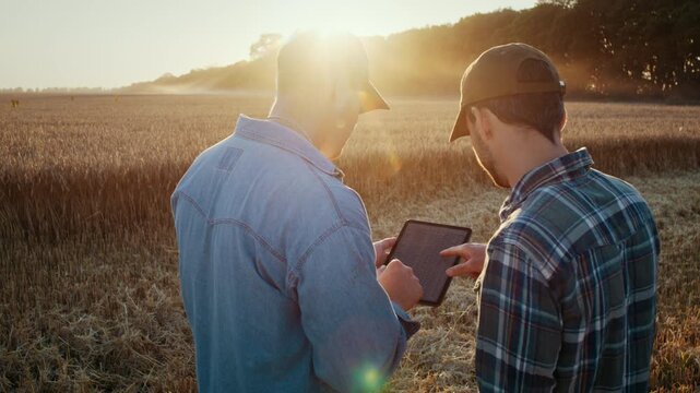 Farmers inspect wheat field digital data on tablet at back sunset