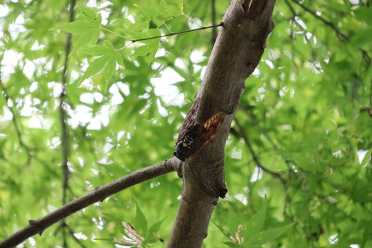 An Aburazemi cicada perched on a tree in the forest