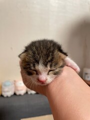 작은 아기고양이 © 님파 최
