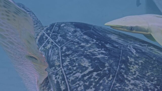 Large remora on back of green sea turtle.
