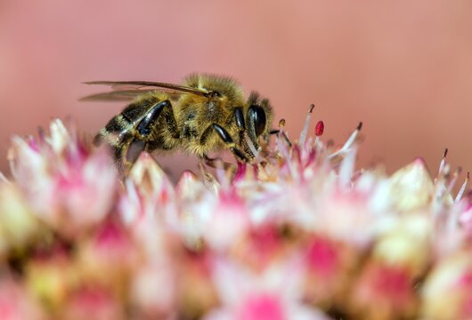 bee or honeybee in Latin Apis Mellifera on red flower