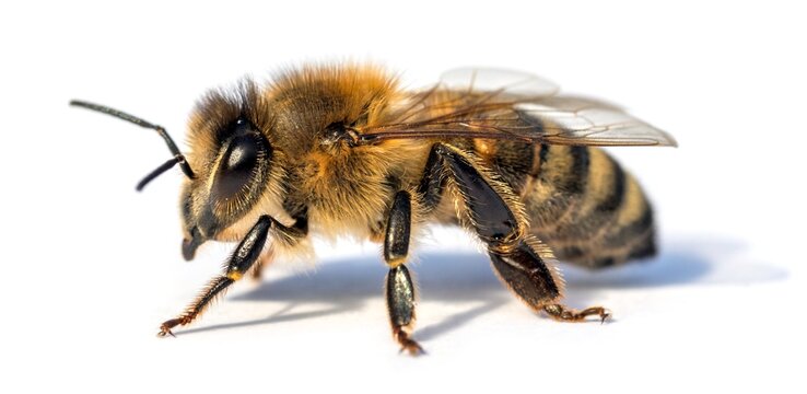 bee or honeybee in Latin Apis Mellifera isolated