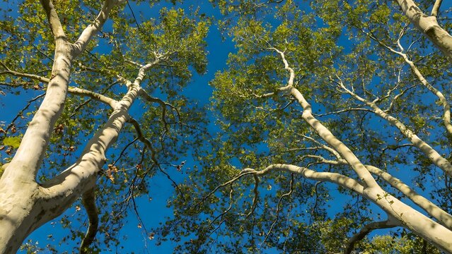 Low angle view of tall white eucalyptus trees with green leaves against clear blue sky