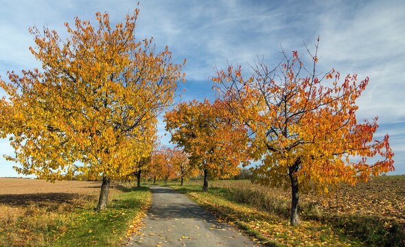 cherry trees alley, in latin Prunus Avium
