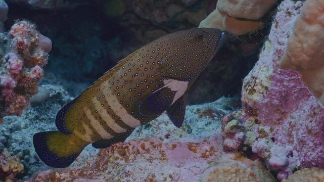Peacock grouper resting in coral.