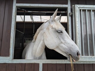 Close-up portrait of a white horse looking from a stable stall, showing its head, expressive eye, ears and light mane in an equestrian setting. © Mariia