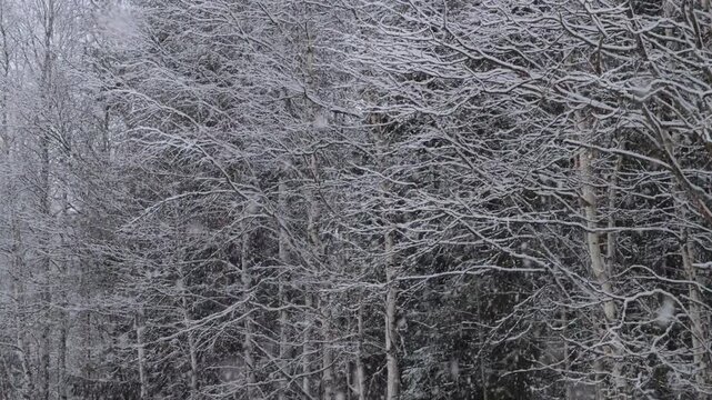 Snow covered birch branches during heavy snowfall in a forest in Rovaniemi Finland. Slow motion