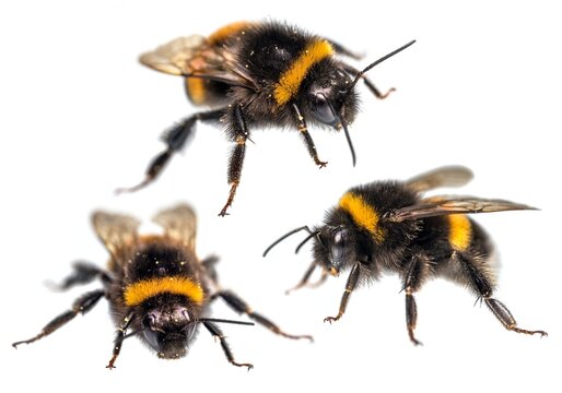 bumblebees Bombus terrestris earth bumblebee isolated