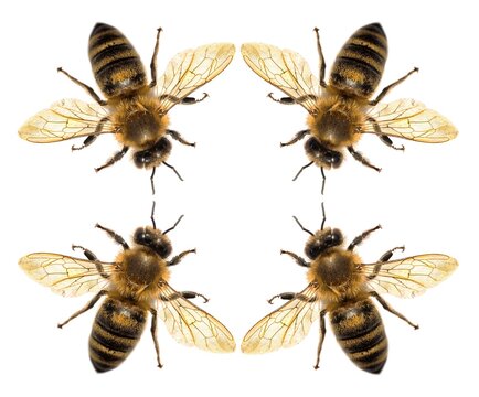 bee or honeybee Latin Apis Mellifera four isolated