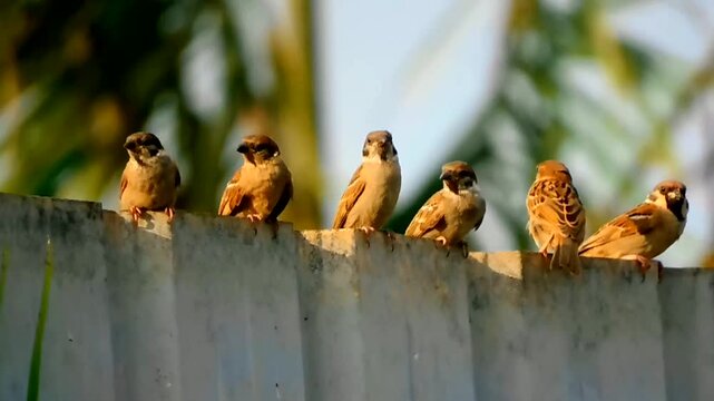 A row of Eurasian tree sparrows perched together on a metal fence video footage