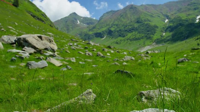 Sunlit Capra Meadow Beneath Fagaras Peaks