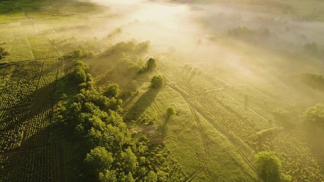 Aerial view of morning mist over rural fields and vineyards during golden hour in Croatia.