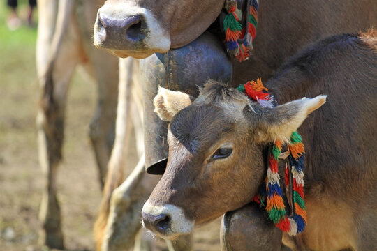 Viehscheid - Allg&auml;u - K&uuml;he - K&auml;lbchen - Schumpen - niedlich