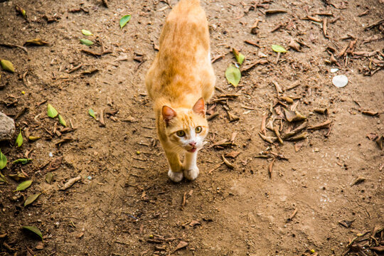 Bastet goddess of ancient Egyptian religion, Egyptian furry Cat, home animal, cute pet selective focus with shallow depth of field. Cairo Egypt.