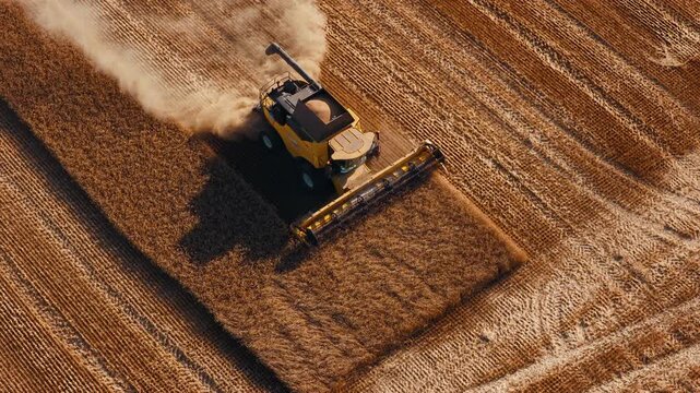 Modern combine harvests curved section of ripe grain field