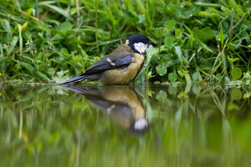 Mésange charbonnière, © JAG IMAGES