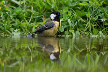 Mésange charbonnière, © JAG IMAGES