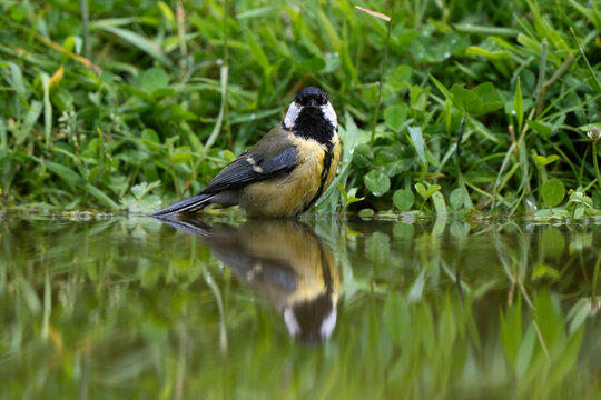 M&eacute;sange charbonni&egrave;re,
