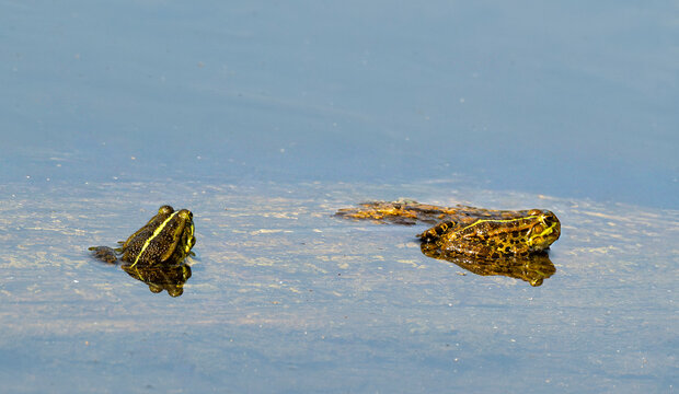Grenouille verte,