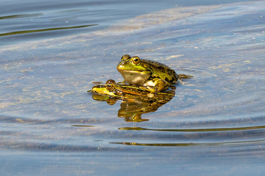 Grenouille verte,