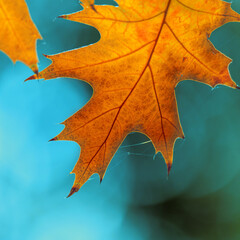 Fototapeta premium Autumn colorful bright leaves on an oak tree