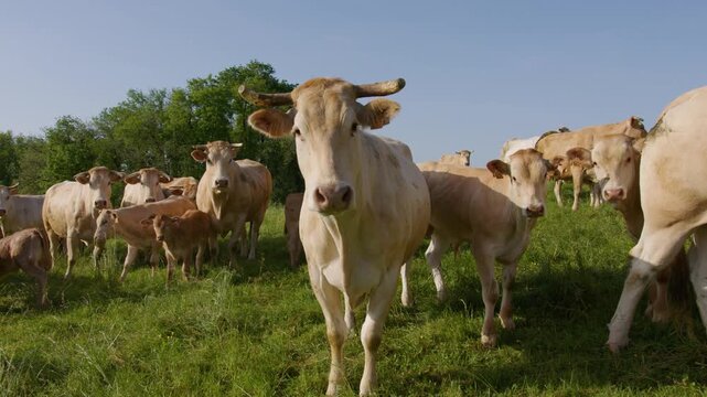 Well-fed cows look at the camera in a field in the Gers, France