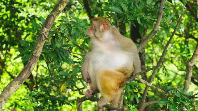 Monkey sitting relaxed on tree branch