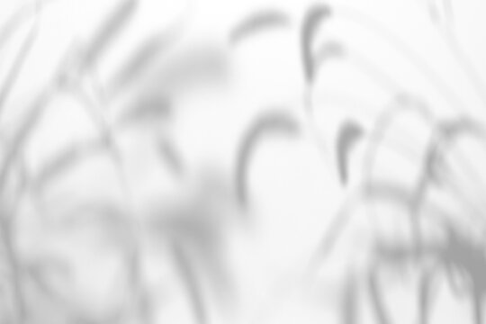 Real thin curved foliage shadow cut out on a transparent png background with soft ethereal blurred edges. Drops into an airy wellness mockup overlay layer, an abstract and surreal wellness.
