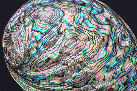 Abalone shell interior macro with iridescent nacre on solid charcoal background
