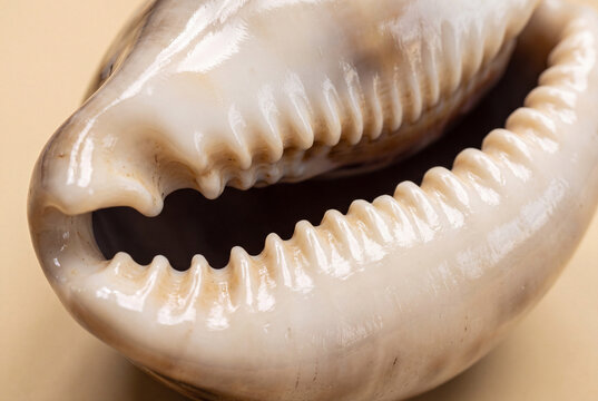 Cowrie shell macro with glossy tooth opening on solid warm cream background