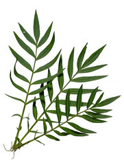 A vibrant green marigold leaf sprig isolated against a solid black background © Fatema AI Studio