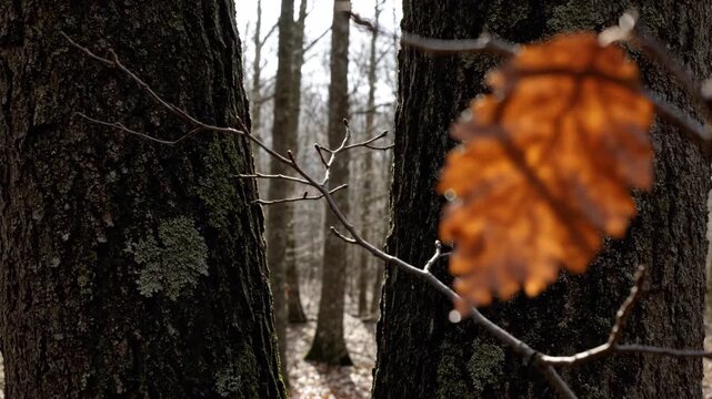 An amber oak leaf dissolves into soft foreground blur while sharp attention settles between dark lichen covered trunks and bare silver branches in a quiet sunlit late autumn woodland scene at dawn