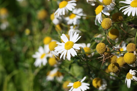 white chamomile growing in a flowering meadow, serene rural nature scene with soft summer sunlight, Matricaria chamomilla