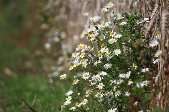 White chamomiles blooming across a lush summer meadow, cheerful wildflowers creating a natural countryside landscape, Matricaria chamomilla