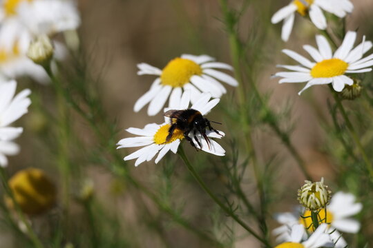 Bumblebee resting on a delicate chamomile flower, close view of natural pollination in a flowering meadow, Matricaria chamomilla