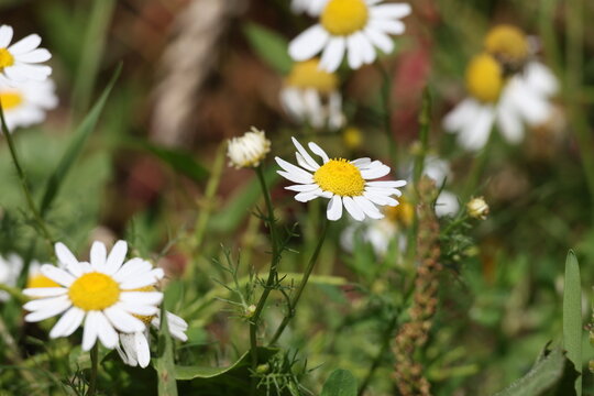 Chamomile flower blooming among green meadow grass, Matricaria chamomilla in a natural summer landscape