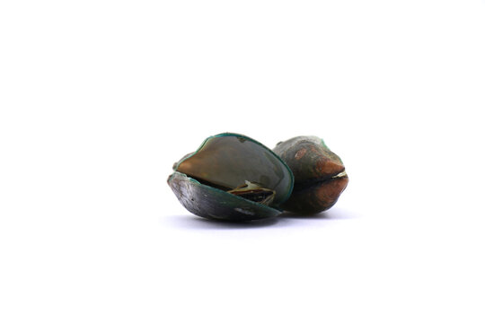 green lipped mussels. often referred to as Perna viridis or Asian green mussels. mussels on a white background