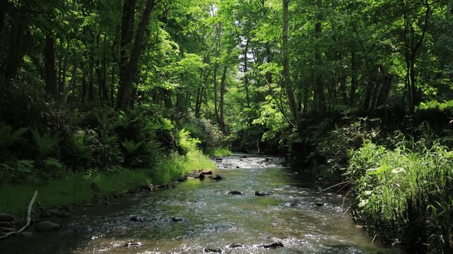 stream in the forest